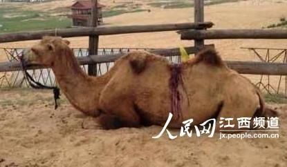 娱乐生活 第181页